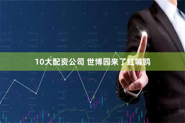 10大配资公司 世博园来了红嘴鸥